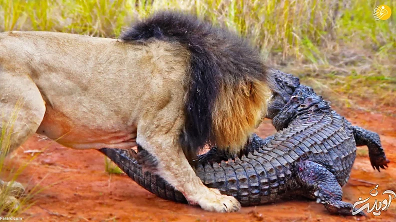 (ویدئو) (ویدئو)